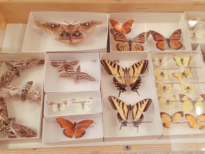 Eaton Canyon Visitor Center butterflies