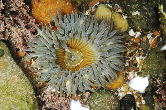 Abalone Cove tidepools anemone