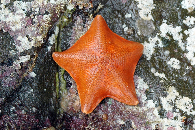 Abalone Cove tidepools bat star