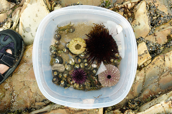 Abalone Cove tidepools collection bin