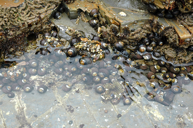 Abalone Cove tidepool snails