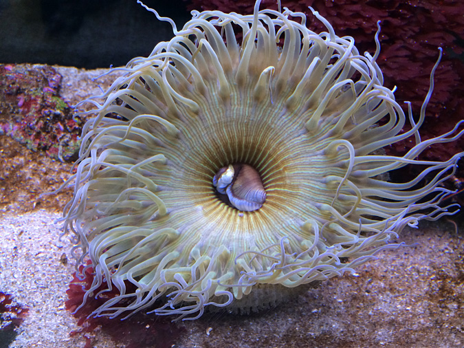 Cabrillo Aquarium anemone