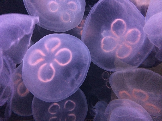 Cabrillo Aquarium moon jellyfish