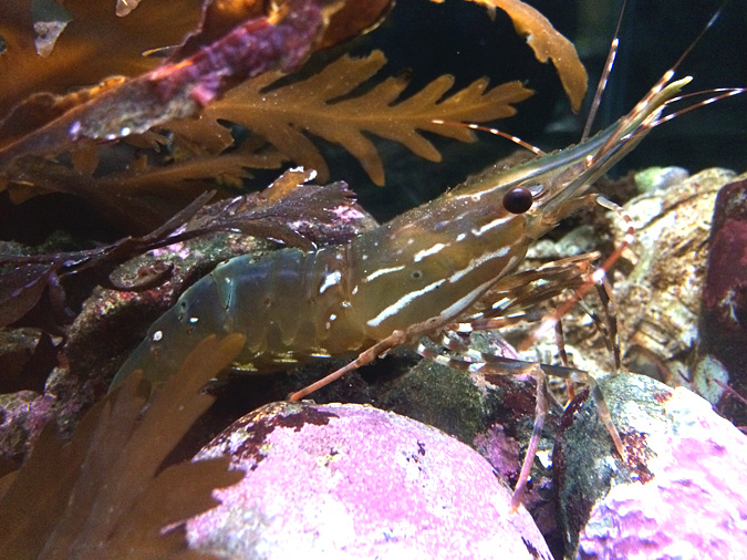 Cabrillo Aquarium shrimp