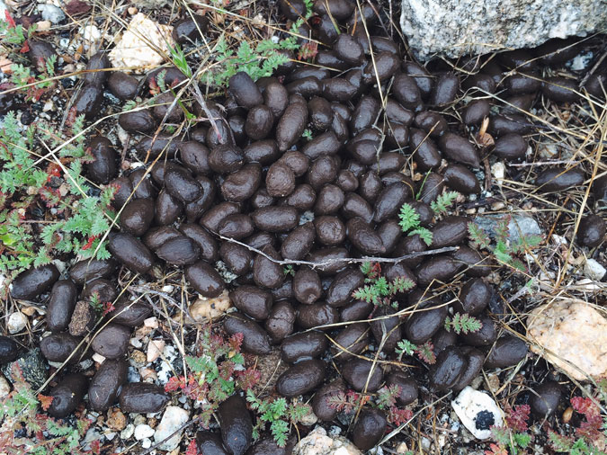 Like or not, deer poop will be what the kids talk about on the way home. 