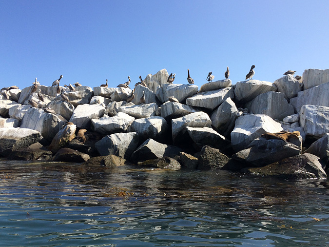 Dana Point Harbor jetty with pelicans 