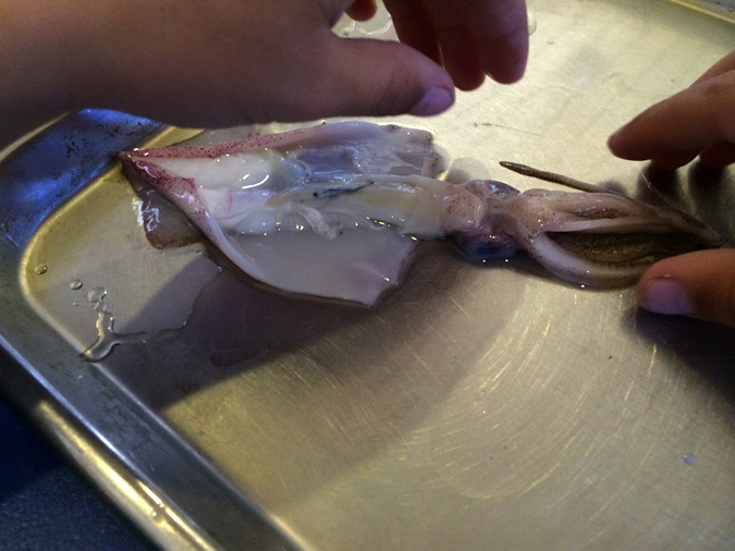 Squid dissection