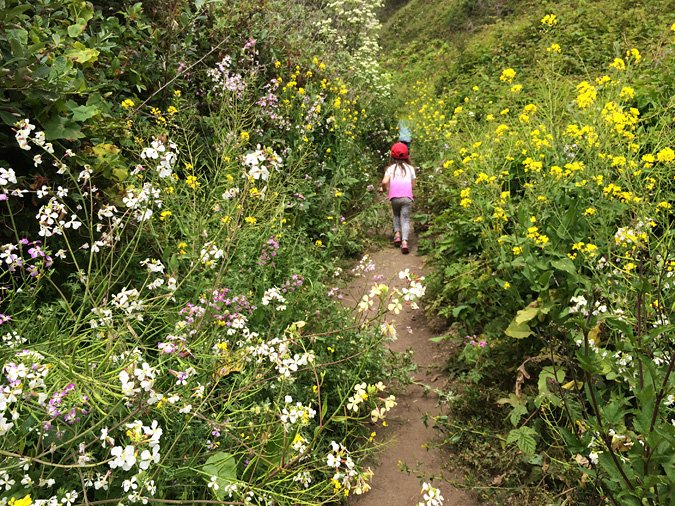 The trail to the beach from the Kirk Creek campground is lined with wild flowers and fennel