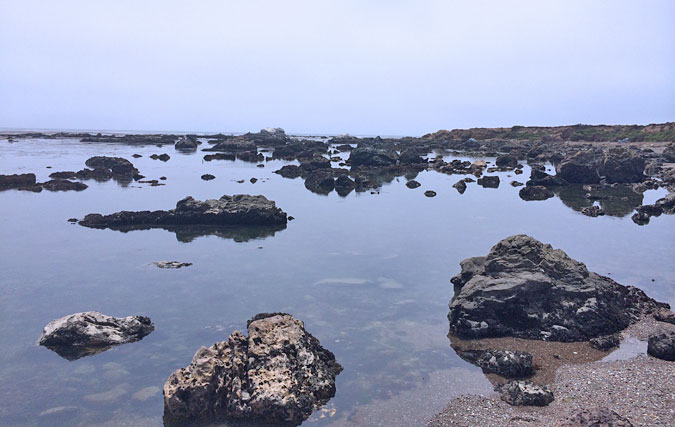 I'll admit I geeked out on the weird Estero Bluffs State Park intertidal zone