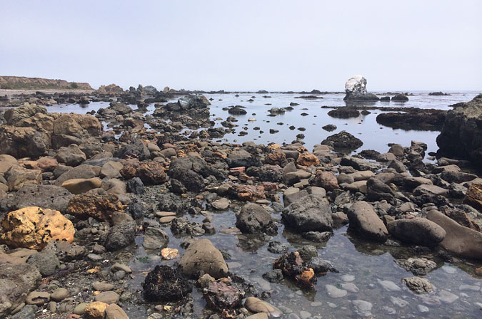 Intertidal habitat of Estero Bluffs State Park is unlike anything I've seen in California